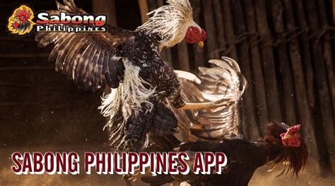 acf sabong app|Guide to Download Sabong Philippines Mobile App Step.